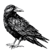 raven-01